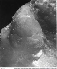 Historisches Foto von Vasconilia xystosa (Robins, Feldmann, Schweitzer & Bonde, 2016) (NHMW-AFW-GEO-BACHMAYER-FOTO-1990-0041-1423)